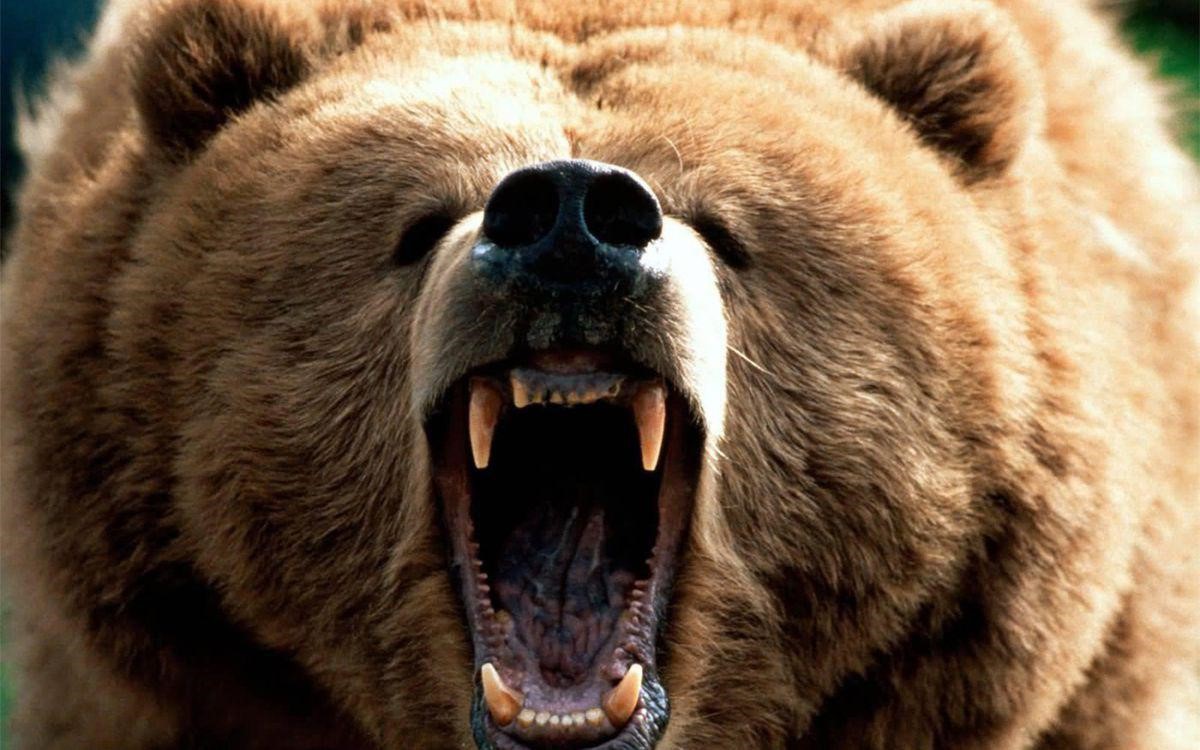 7 Rules When Bankers Face the Bear